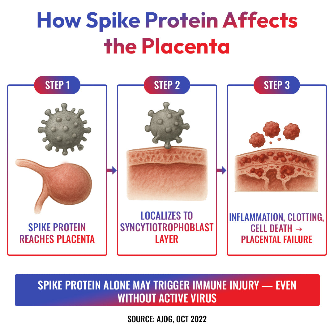 Spike Protein Found to Damage Placenta in Stillbirth Study!