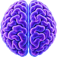 Brain Fog