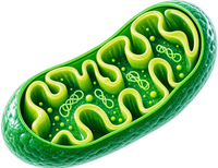 Mitochondiral Dysfunction